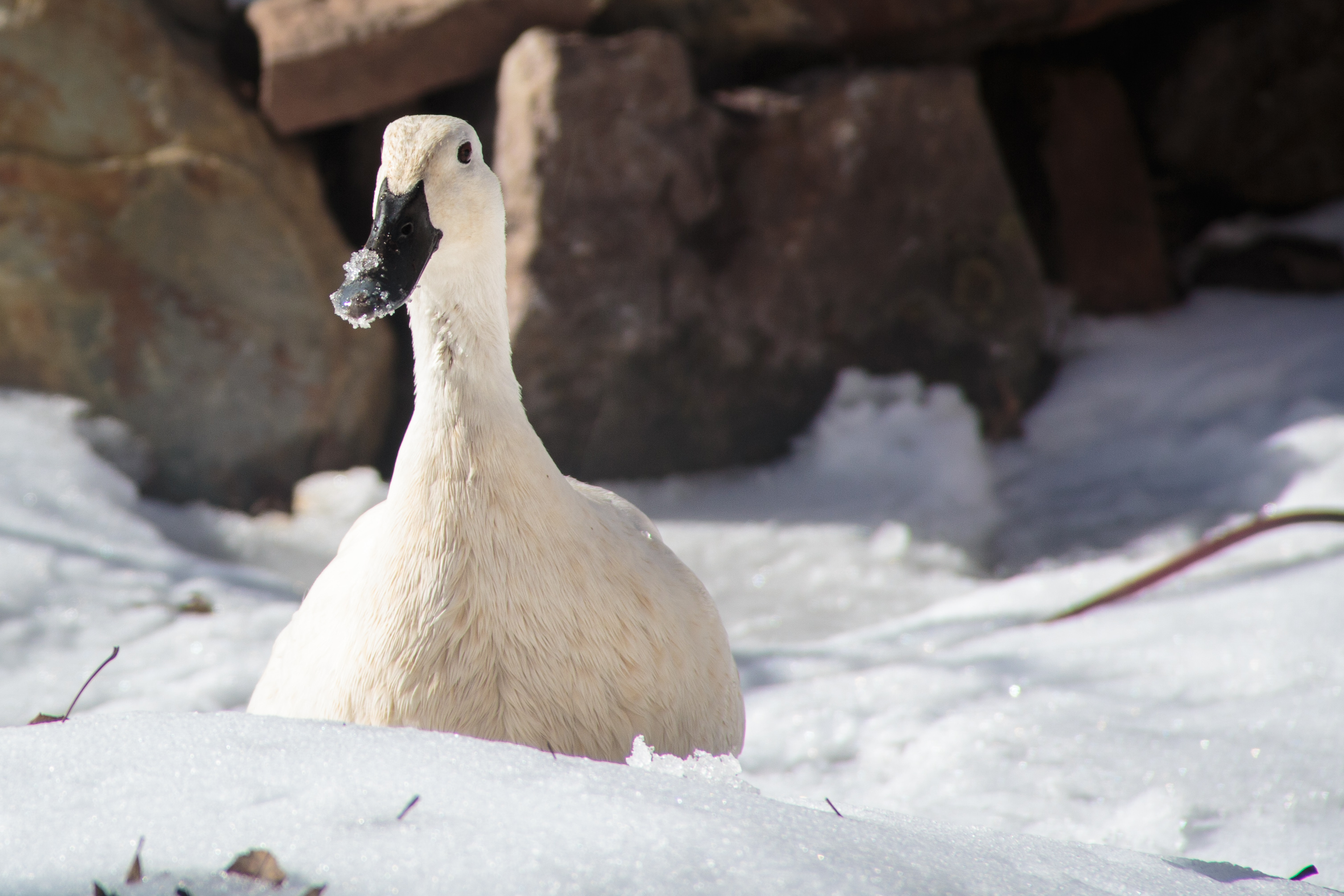 Raising Backyard Ducks or Chickens | Edible Upcountry